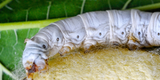 Seidenraupe