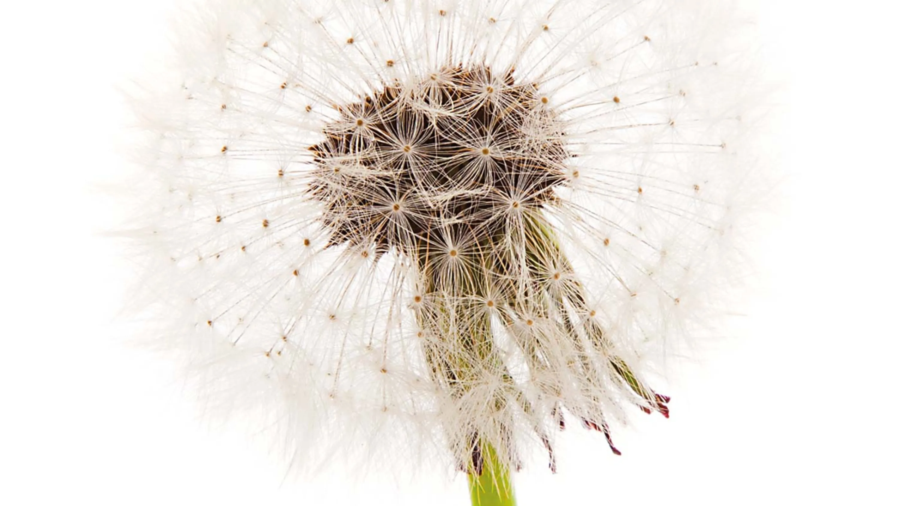 Verblühtes Löwenzahn.